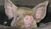 36 Bijlage 1 Bijlage 5 Eisen en bepalingen voor het houden van varkens Varkens in varkensbedrijven moeten gehouden en verzorgd worden in overeenstemming met de volgende bepalingen: 1.