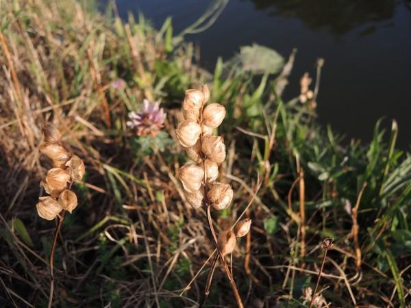 het blad is van de grote