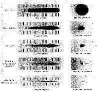 Edwin Hubble, 1924 Cepheïden in M31 Edwin Hubble,