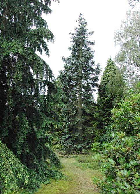 Pinetum Ter Borgh bij Anloo utoen Everhard Everts na de Tweede Wereldoorlog eens op een studie was in pinetum Blijdenstein dacht hij, Dat wil ik ook.