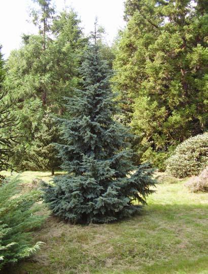 Rechts: Picea breweriana Boven: Abies amabilis Spreading Star
