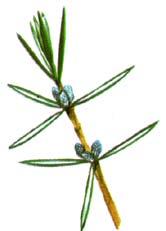De vrouwelijke planten dragen de blauwberijpte beskegels waarvan de huid olierijk is.