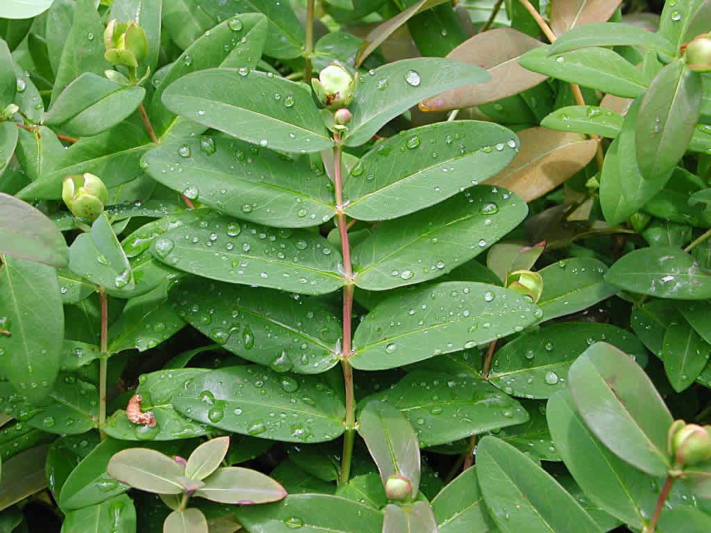 Hypericum calycinum Roze