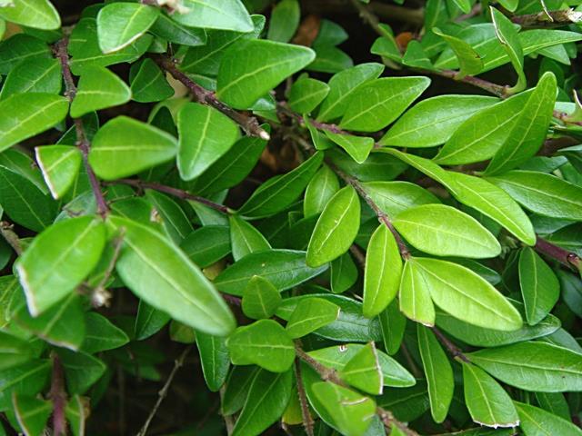 Lonicera nitida Lang-eirond blad