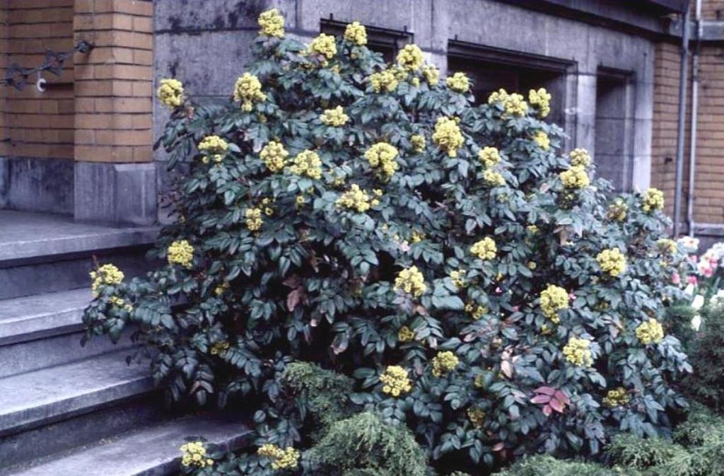 Mahonia aquifolium