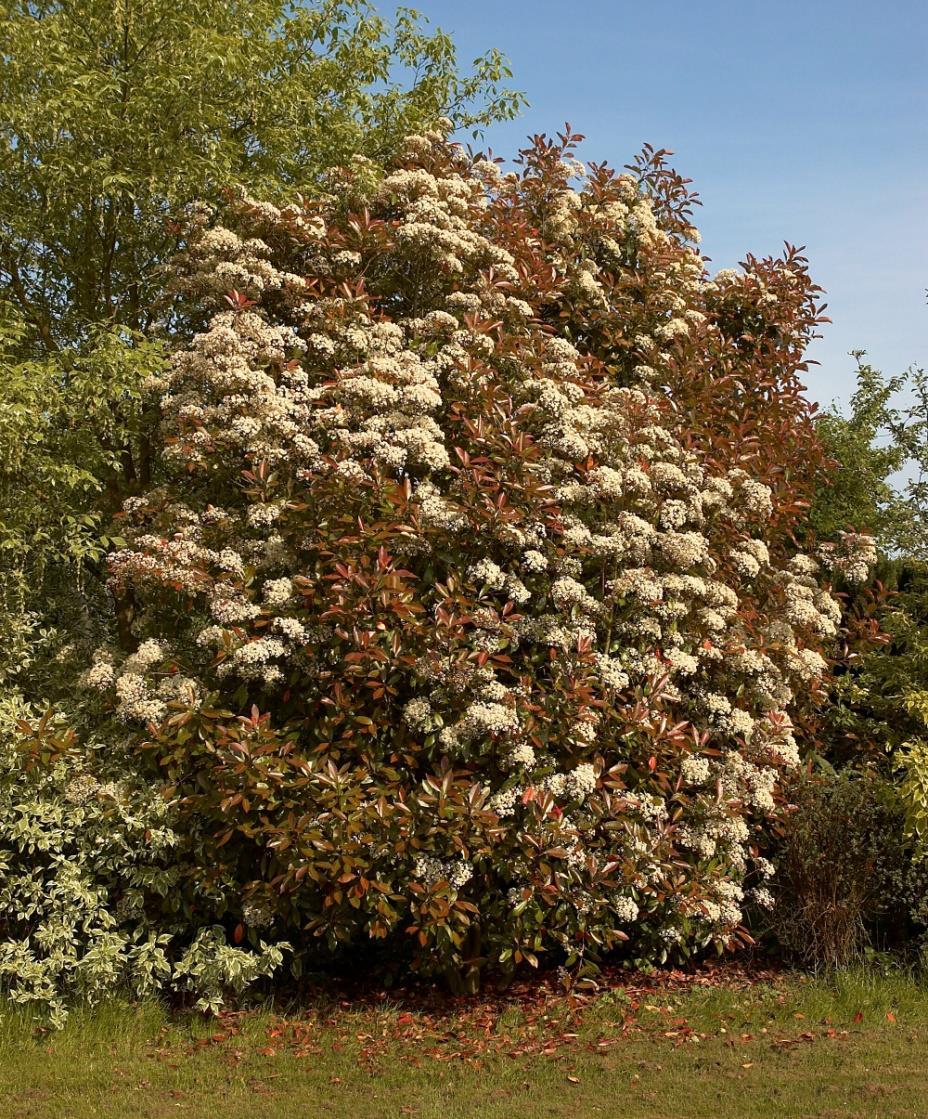 Photinia x