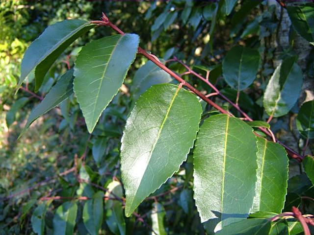 Prunus lusitanica