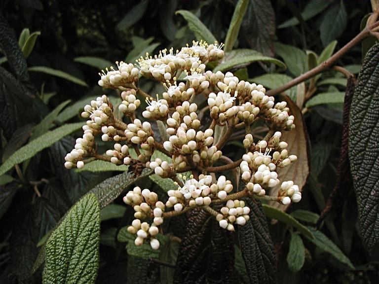 Viburnum