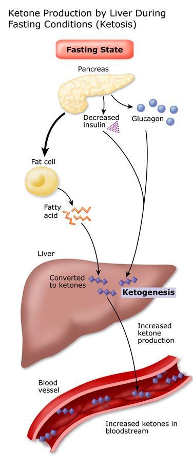 Vasten/Periodiek vasten Voordelen Lager serum glucose vermindering glycogen in lever Vet wordt omgezet in ketonen en vrije vetzuren als energiebron