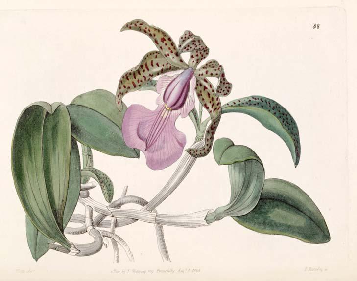 Cattleya aclandiae ORCHIDEEËN