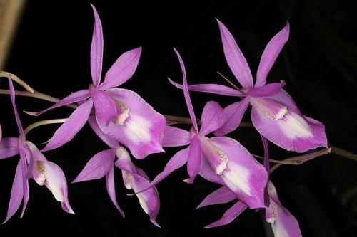 UITNODIGING KRINGAVOND VRIJDAG 18 NOVEMBER aanvang 20.00 uur in buurtcentrum 'De Voeg' Springtouw 2, Best (tel. 0499-372026) Lezing Vanavond geeft Ed Schmidt een lezing over Orchideeën in Mexico.