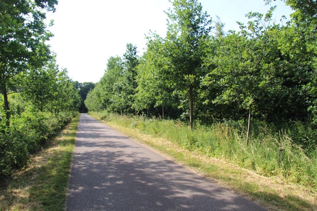 Dunning en achterstallig onderhoud Huidige situatie In het buitengebied zijn de afgelopen decennia veel laanbeplantingen aangebracht. Vaak staan deze bomen op geringe afstand van elkaar.