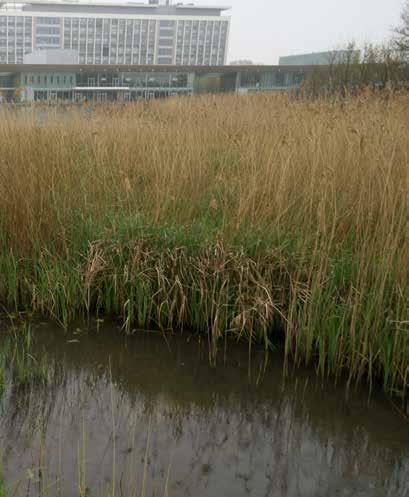 belangrijk voor de uitstraling en de waarde ontwikkeling van het gebied op lange termijn.