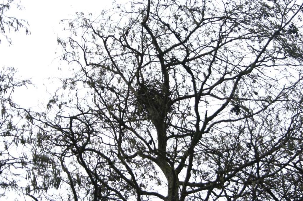 MAG terrein Egmond 7 Naast de twee bekende nesten werden op 8 locaties nesten gevonden die alle naar alle waarschijnlijkheid zijn gebouwd door Zwarte kraaien en/of Eksters.