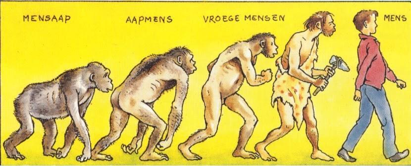 HOMO HABILIS De eerste rechtop lopende mens / De handige mens C O N S E Q U