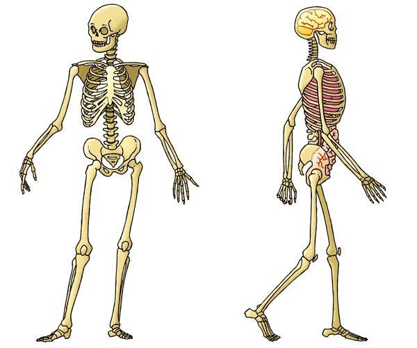 Het skelet WERVELKOLOM = Ruggegraat van