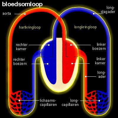 VERSTERKEN VAN HET HART LONGSYSTEEM - Beter uithouding / conditie -