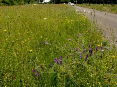 Bloemrijke wegbermen ter stimulering van natuurlijke vijanden van de eikenprocessierups in Gelderland Wageningen UR: Frans van Alebeek De Vlinderstichting: Anthonie Stip &