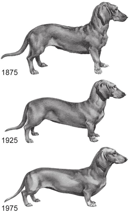 Teckels 1p 8 Het uiterlijk van het hondenras teckel is in de loop van de tijd veranderd door kunstmatige