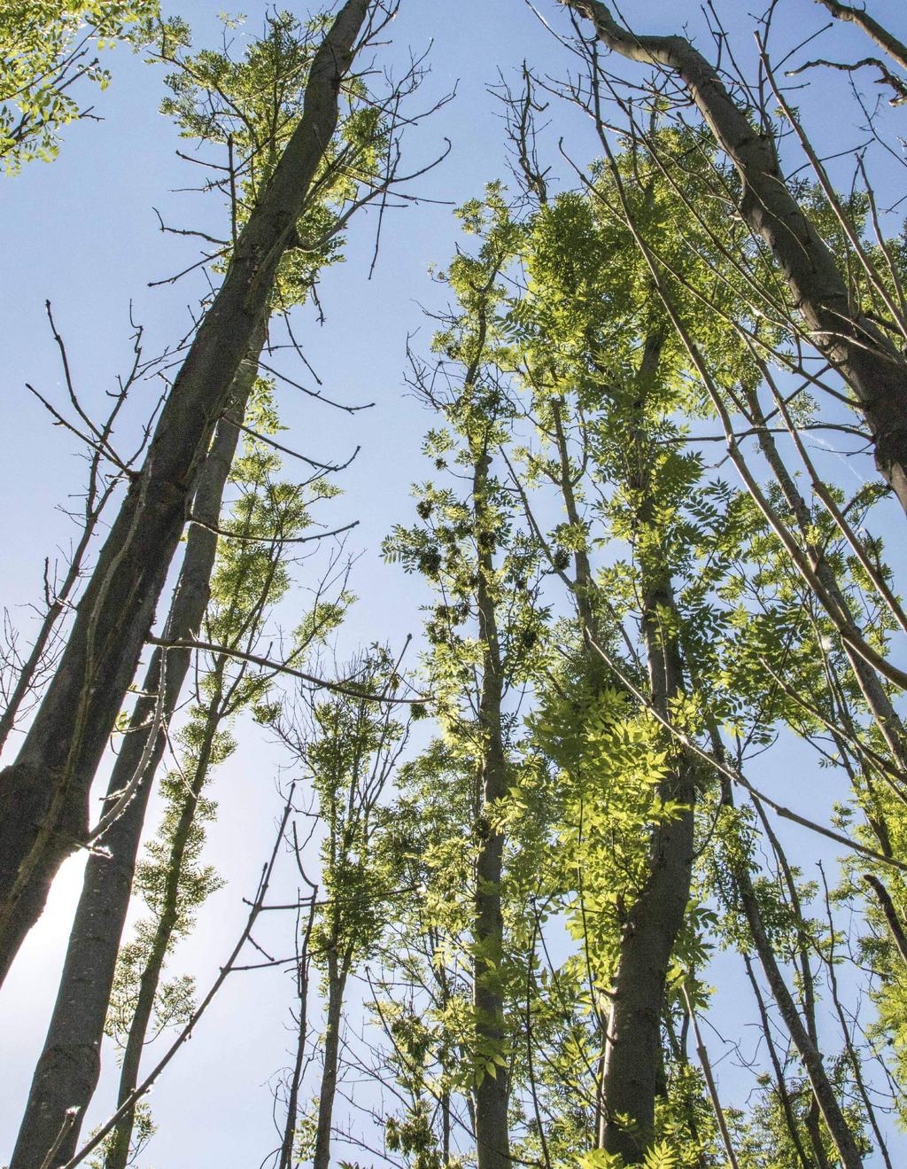 e aantasting treedt ieder jaar weer op, waardoor niet resistente bomen steeds verder afsterven en ook de oudere takken na verloop van tijd dood gaan.