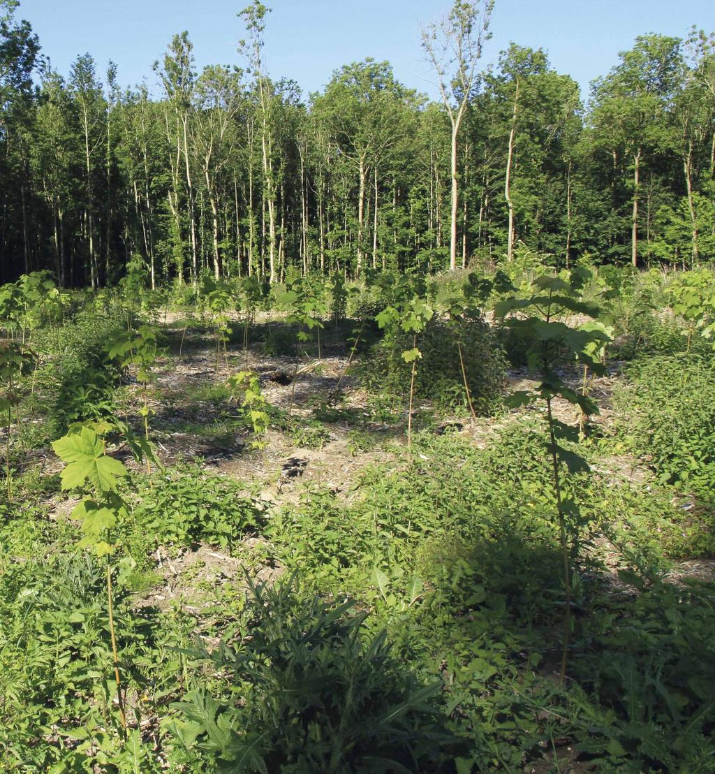 In de tussentijd komen er al veel planten en struiken op. Het tijdstip van herplanten kan eventueel iets later uitvallen in verband met de grote vraag naar plantsoen momenteel.