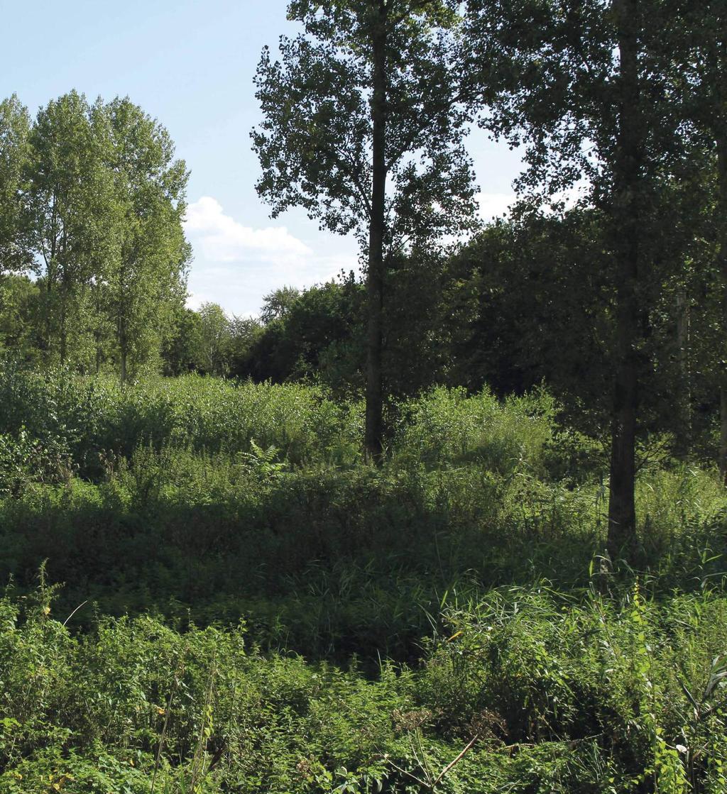 I J erwijderen es (natuurlijke ontwikkeling) een maatregel, tijdens deze werkzaamheden H ieuwe terrein manege I Z I U H Z unning es (mogelijk herplant nodig) P I P H Z aatregel J IC I H