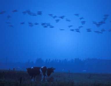 habitatrichtlijngebied Polders) foto: Ives Adams slaaptrek kleine rietgans Nummer : INBO.A.28.