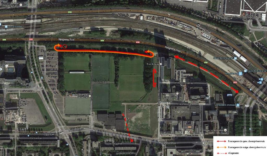 Afbeelding 31B: Foeragerende gewone dwergvleermuis (rode lijn) en ruige dwergvleermuis (oranje lijn) en vliegroute van gewone dwergvleermuis (rode stippellijn). Bron: Blokker 2014 a en b.