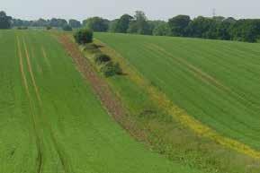 Keverbank [In experimentele fase] Paradijs voor de patrijs Een keverbank is een verhoogde strook van 3 meter breed op een akker die wordt ingezaaid met een mengeling van gras en kruiden.