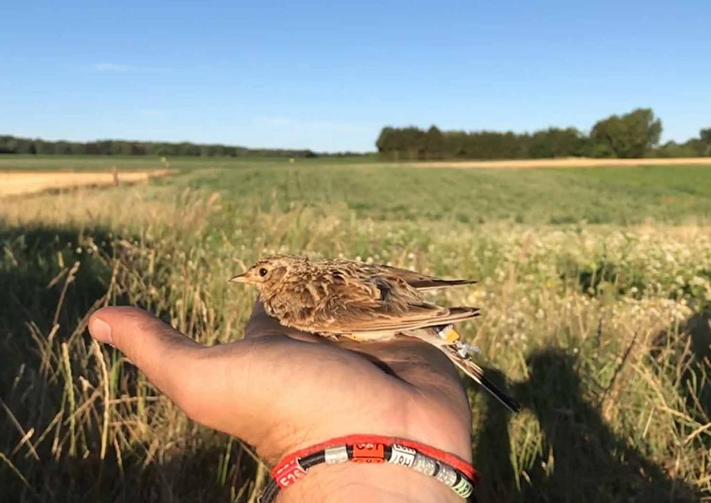 Meer dan 3000 landbouwers leveren extra werk voor biodiversiteit, landschap en milieu.