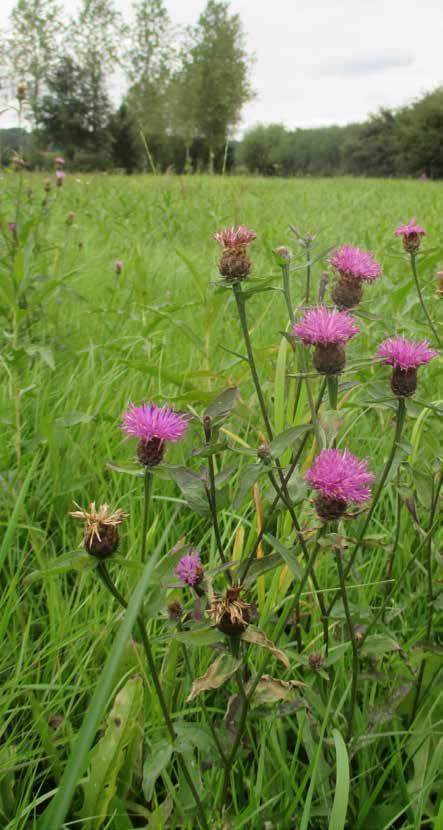 INHOUD Woord vooraf: samen nadenken over de toekomst 2 Beheerovereenkomsten in het kort 4 Een greep uit de acties van het agrarische natuurbeheer die landbouwers ondernemen 8 Beheerovereenkomsten in