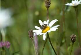 EEN GREEP UIT DE ACTIES VAN HET AGRARISCHE NATUURBEHEER DIE LANDBOUWERS ONDERNEMEN Van bloemenstrook tot vogelvoedselgewas Bloemenstrook Smulfestijn voor vlinders en bijen Bloemenstroken aan de