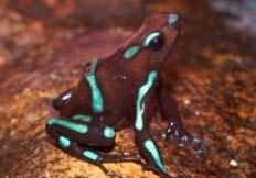 Auratus Altocampa Atelopus capira Cerro Gaital zo op een terrariumruilbeurs aan de man kunnen brengen voor heel wat geld.