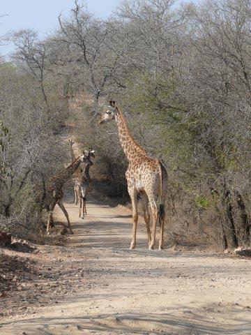 Het Krugerpark De wildtuin is natuurlijk pas het echte werk. Het is geweldig om daar rond te rijden.