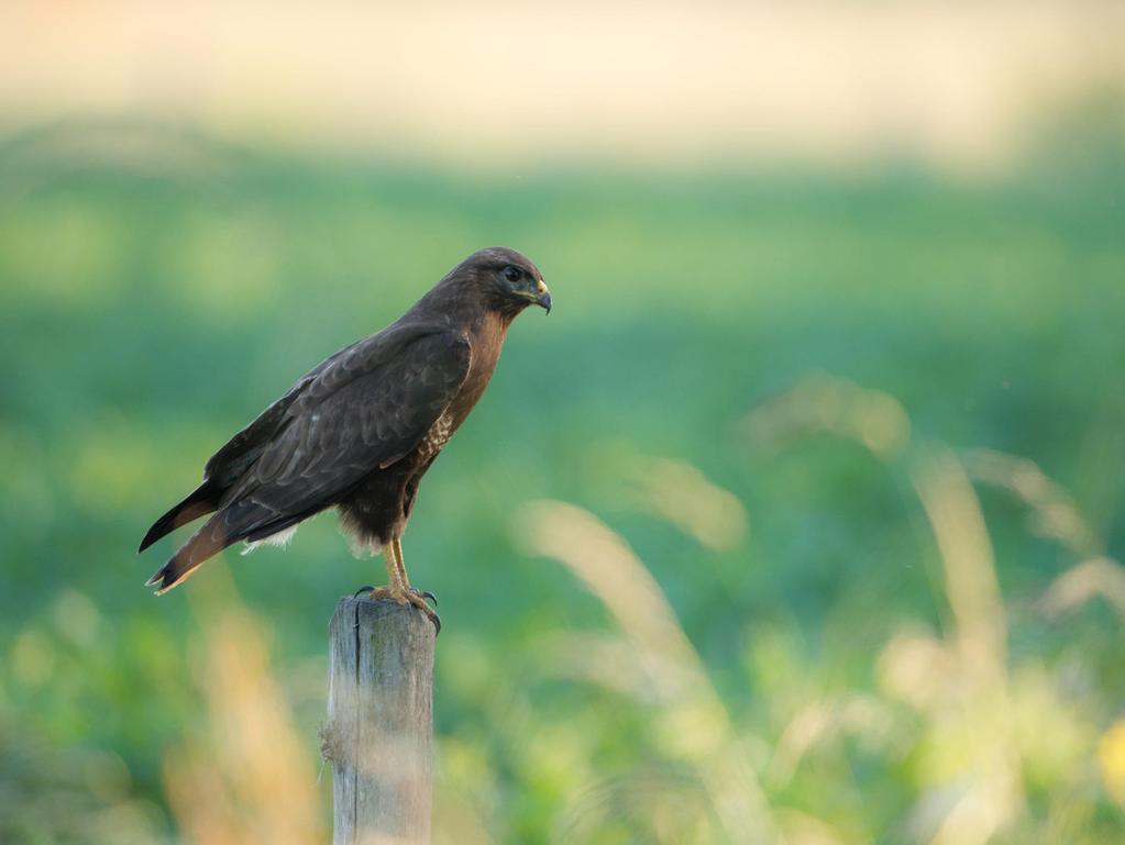 Relatie roofvogels met terrein Beperkte aanwezigheid roofvogels duid mogelijk op beperkte hoeveelheid aan muizen / kleine zoogdieren op Wolfsplateau Mogelijke oorzaken: Aanwezigheid grote hoeveelheid