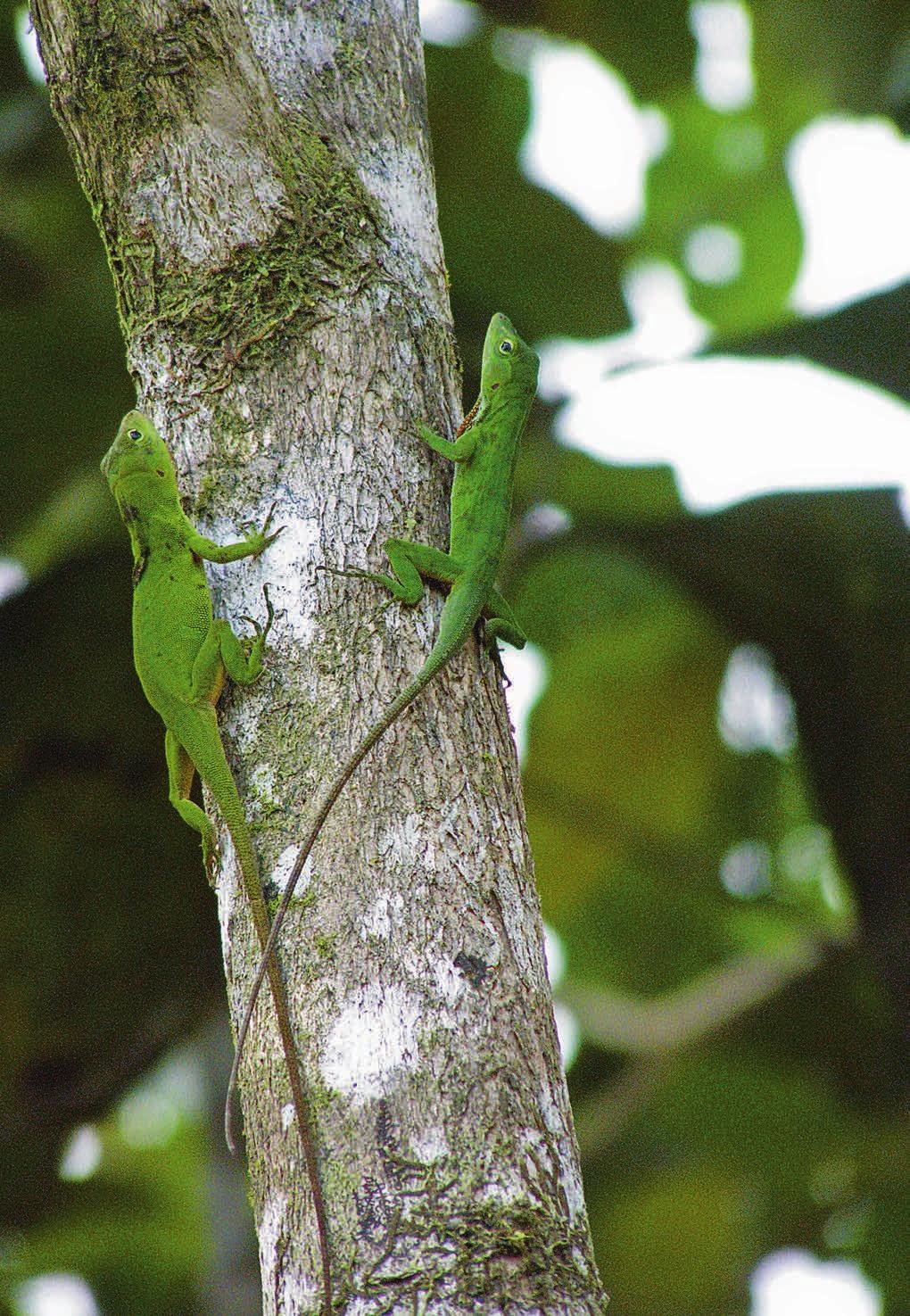 Norops biporcatus (WIEGMANN1834)