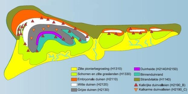 De in theorie verwachte zonering van habitattypen op een Waddeneiland (figuur 2c) is in de meest natuurlijk ontwikkelde delen van het eiland nog goed te herkennen.