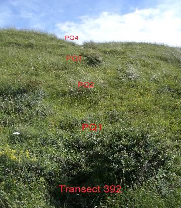 3.3 Transect 392 Transect 392 is gesitueerd op een vrij steile noordhelling, 22 meter lang en bestaat uit vier PQ s (zie onderstaande foto).