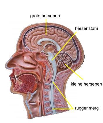 Centrale zenuwstelsel Het zenuwstelsel van een mens