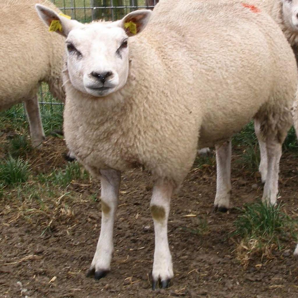 Middenhand: De middenhanden vertonen een goede lengte. De ribben zijn diep en goed gewelfd. De lendenen zijn voldoende breed.