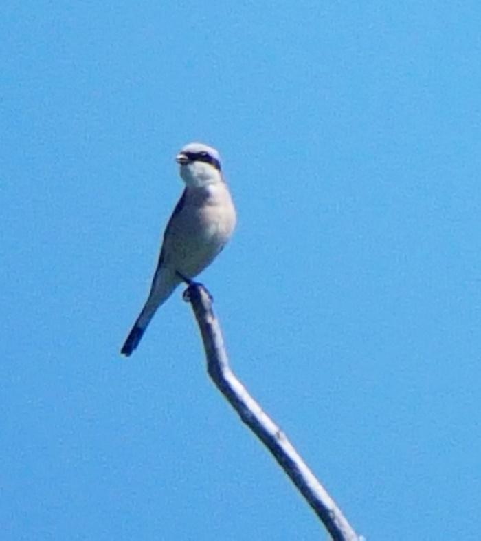 In het gebied leeft ook een gezonde populatie Europese bevers. We liepen naar de vogelkijkhut de Krakeend. Vanuit deze hut zagen we de zeldzame steltkluut en zijn algemenere neef de kluut.