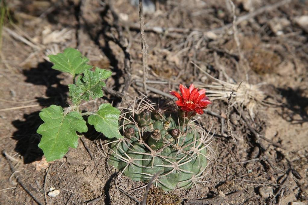 NOVIOCACTUM Digitale nieuwsbrief van de afdeling Nijmegen van Succulenta