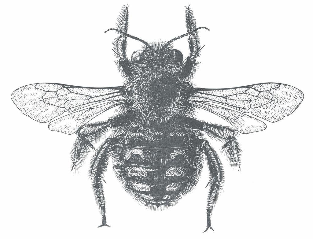 Nederlandse Faunistische 36 F i g. 73. Anthidium manicatum F i g.