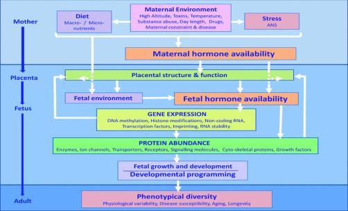 Ontwikkeling van de placenta Fowden & Forhead, 2009 13