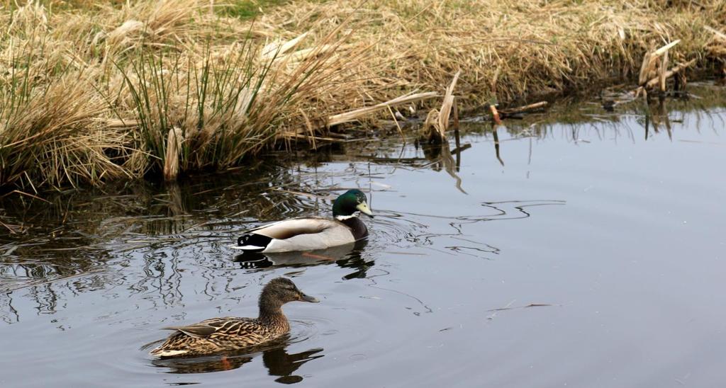 WILDE EENDEN Wilde eenden zijn niet meer weg te denken van onze