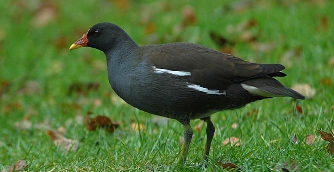 WATERHOEN Algemeen voorkomende watervogel. Man heeft een opvallende rode snavel met gele punt.