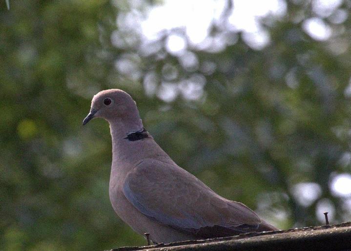 TURKSE TORTEL Een Turkse tortel heeft een enorm verspreidingsvermogen, tevens is deze vogel instaat zich zeer veel voort te planten. Ze leggen soms wel tot 5 broedsel paar jaar.