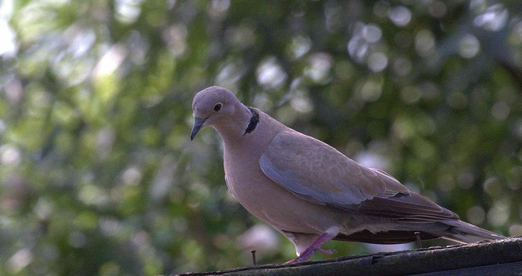 Turkse tortels zijn bijna altijd met z n tweeën. Het leefgebied van de Turkse tortel bestaat uit tuinen, parken, boerenerven en stadscentra.