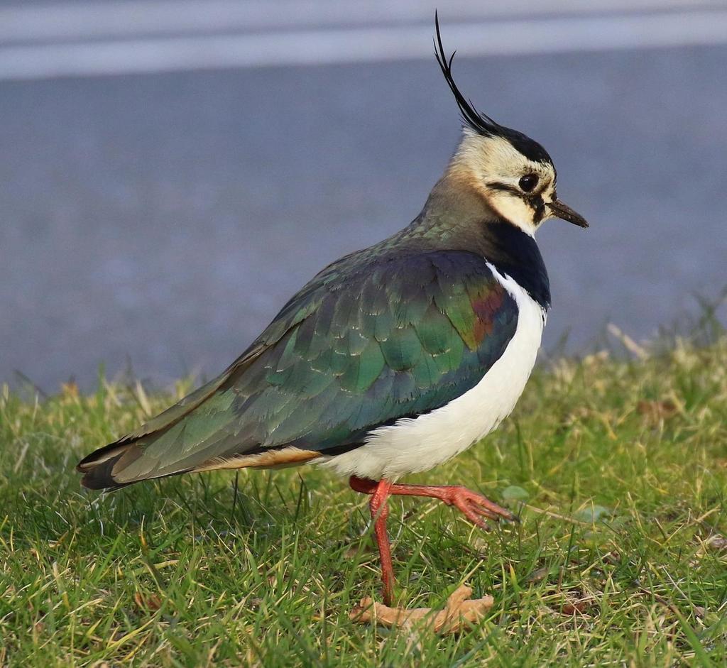 KIEVIET De Kievit arriveert al vroeg in februari en is een van de meest kenmerkende weidevogels. Makkelijk te herkennen aan zijn kuif en zwart witte kleed. Kieviten hebben opvallend brede vleugels.