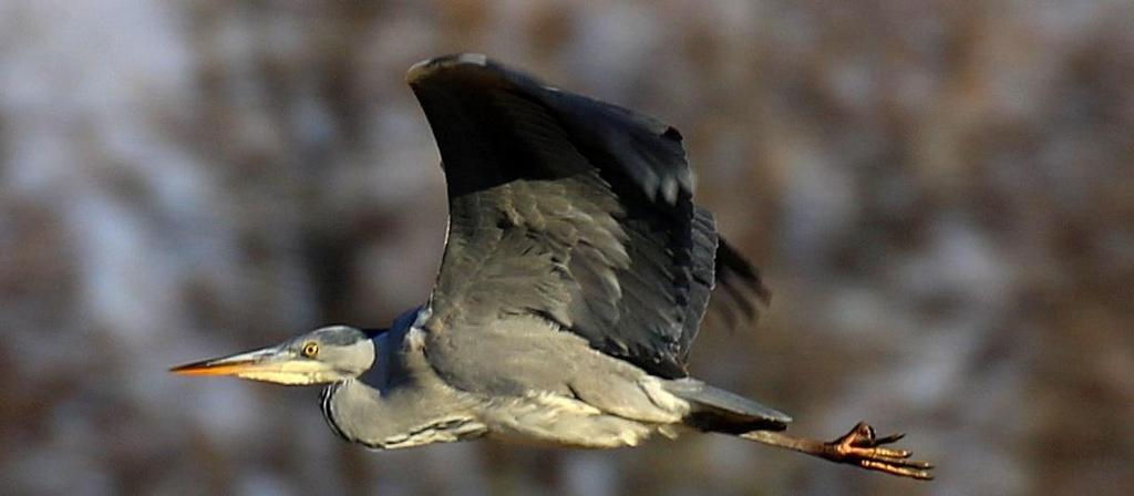 BLAUWE REIGER Blauwe reigers zijn het hele jaar door te zien op onze golfbanen, zij zijn minder schuw dan de zilverreiger.